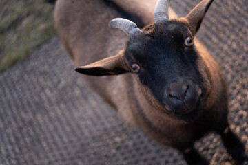 Happy Goat Looking at the Camera