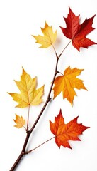 Fototapeta premium Dried branches with fall leaves isolated on white, botanical, branches, seasonal