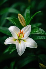 White Lily in Garden