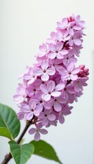 Lilac branch with delicate flowers against a soft white background, garden, bloom, spring