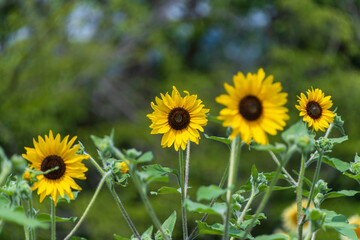 夏の陽射しを浴びるヒマワリの花