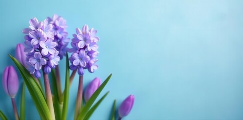 Obraz premium Delicate hyacinths and crocuses against a soft blue , flora, meadow
