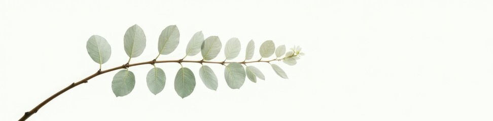 Naklejka premium Single branch with delicate leaves on white background, natural elements, abstract shapes, branches
