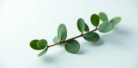 Obraz premium Single eucalyptus branch isolated on a snowy white surface, sleek, greenery, foliage
