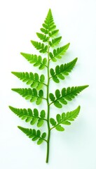 Single fern isolated on white background with mist, isolation, green