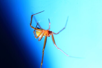 spider on a web