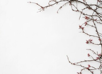 Obraz premium Branch with Buds on White Background for Spring Themed Design