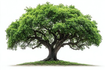 Photo of a large green tree isolated on a white background with a clipping path. 