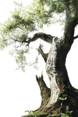 Fototapeta premium Ancient tree with lush green leaves and textured bark in fairytale forest