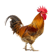 Fototapeta premium Majestic Rooster Standing on white or transparent background, png