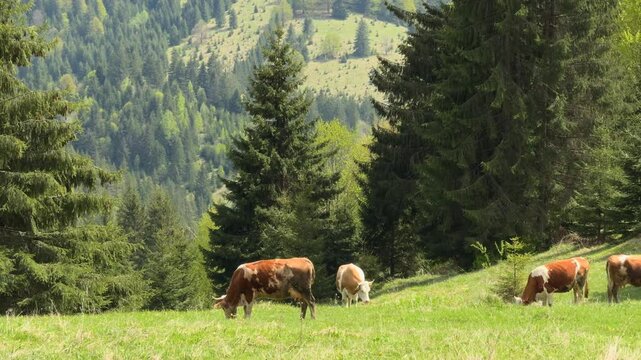 Brown and white cows graze peacefully on a lush mountain pasture in Cheile Bicazului, Romania, surrounded by a dense green forest in spring. 4k video with a traditional mountain village from Romania