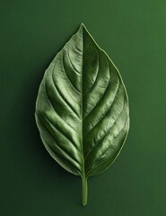 Fresh Green Basil Leaf Plant for Culinary Use in Cooking Recipes and Herbal Remedies