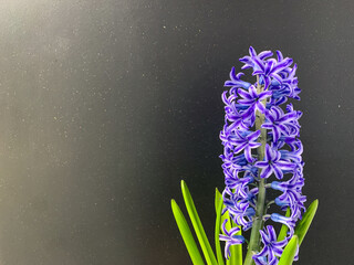 hyacinth flower in the pot on a black background.