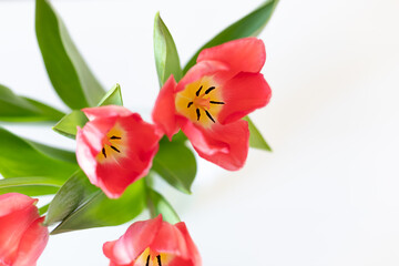 Fototapeta premium Spring bouquet of pink tulip flowers on white background. Close up