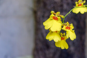 黄色いオンシジウムの花のクローズアップ
