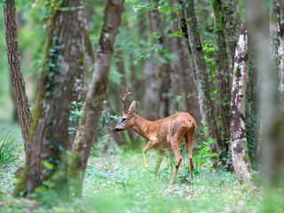 Portrait of a roe deer buck walking in an undergrowth. Capreolus capreolus, Touraine, Indre et Loire 37, région Centre Val de Loire, France, European Union, Europe © Nature Emotion