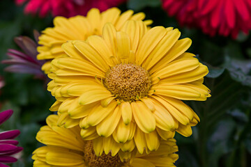 Close-up of beautiful yellow gerbera flower amidst vibrant floral background