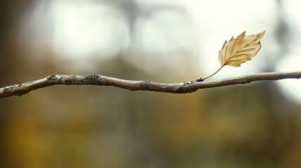 Minimalist Autumn Leaf on a Bare Branch with Soft Bokeh Background