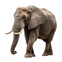 Obraz premium elephant isolated On white Or png Background, Generative AI