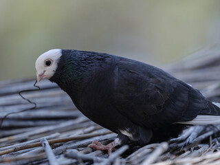 a beautiful pigeon on the roof