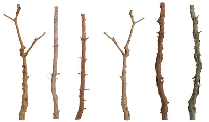 Assorted Wooden Sticks, Forest Background