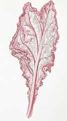 Fototapeta premium Detailed Crimson Leaf Illustration: A Stunning Botanical Print