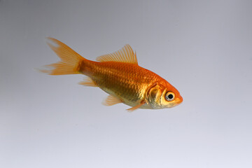 goldfish swimming in profile on white background