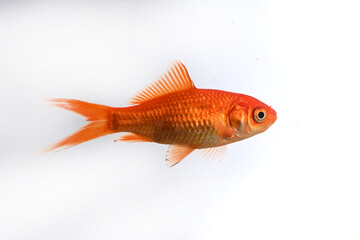 goldfish swimming in profile on white background
