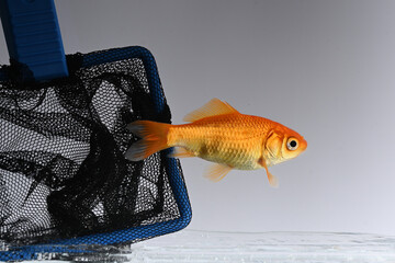 goldfish swimming in aquarium with net