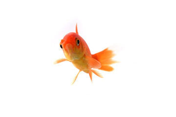 Fototapeta premium goldfish swimming in profile on white background