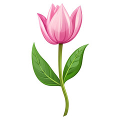 Delicate pink tulip a spring bloom a symbol of hope