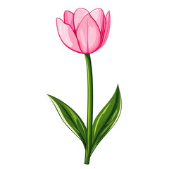 Fototapeta premium A delicate pink tulip stands tall a symbol of spring's gentle beauty