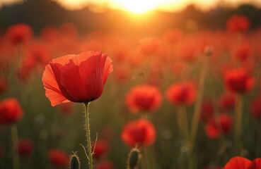 Obraz premium Summer sunset over poppy field. Red flowers background, meadow landscape. Spring bloom, green countryside. Agriculture sunlight, floral scenic view. Remembrance, memorial themes for peace, memory
