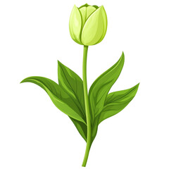 A single pale green tulip blossom a symbol of spring hope and renewal