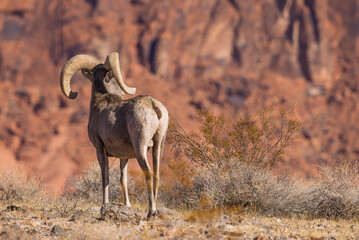 Desert Bighorn Sheep Ram in Nevada in Winter
