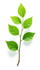 Fototapeta premium Delicate branch with leaves isolated on white background, organic, nature