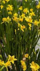 Narcissus. Photo of spring flowers in the market