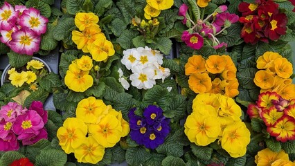 Yellow primrose. Photo of spring flowers in the market