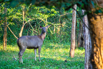 Fototapeta premium Into the Wild