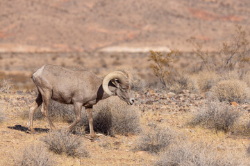Desert Bighorn Sheep Ram in Nevada in Winter