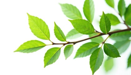 Fototapeta premium Freshly cut branches with earthy tone on white background isolated, leaf, natural