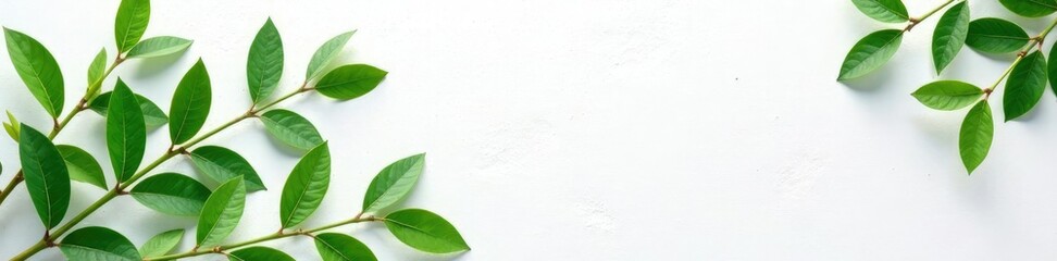 Fototapeta premium Greenery branches isolated on white stone background, greenery, stone, white
