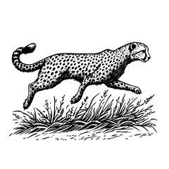 Obraz premium Dynamic running cheetah illustration in vintage engraved style for tattoo and packaging designs