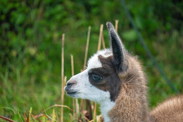 Close up of a baby llama at an ecolodge outside of Cotopaxi National Park, Ecuador © Angela