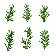 Fototapeta premium Vibrant Rosemary Sprigs Showcasing Culinary Versatility and Natural Charm