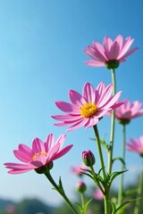 Obraz premium Pink aster in full bloom against a clear blue sky, pink, blooms