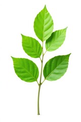 Fototapeta premium Single branch with leaves isolated on white background, greenery, white background, single stem