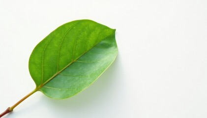 Obraz premium Single eucalyptus leaf on a pure white surface, fresh, leafy