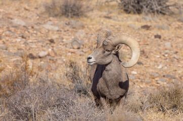 Desert Bighorn Sheep Ram in Nevada in Winter