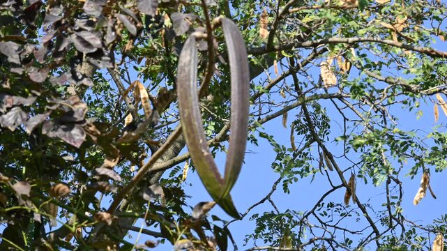 Oroxylum indicum tree fruits.&nbsp;Its other names trumpet tree, oroxylum, Indian trumpet tree, broken bones tree,&nbsp;scythe tree, Damocles tree and&nbsp;midnight horror. Its used in&nbsp;traditional medicine.